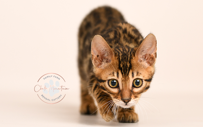 Bengal kitten for sale